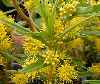Lysimachia thyrsiflora