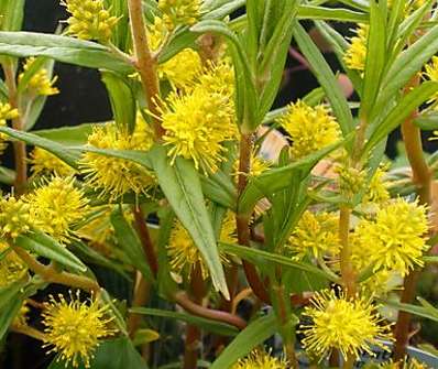 Lysimachia thyrsiflora