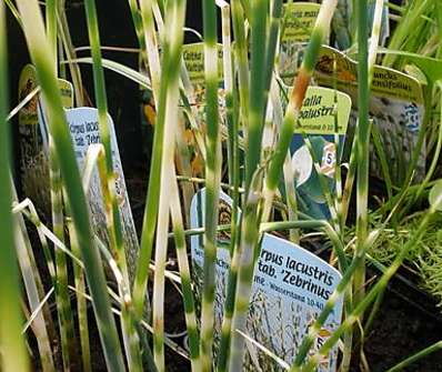 Scirpus lacustris Zebrinus