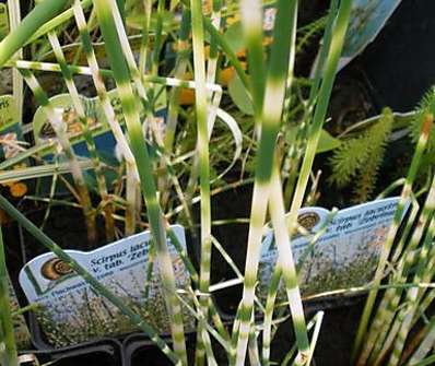 Scirpus lacustris Zebrinus