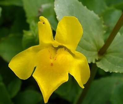 Mimulus luteus