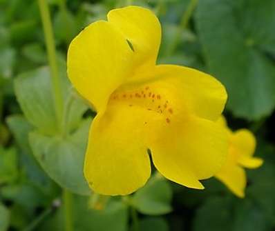 Mimulus luteus