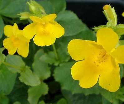 Mimulus luteus