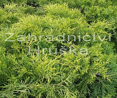 jalovec - Juniperus chinensis 'Mordigan Aurea'