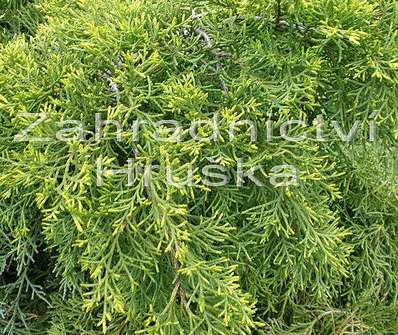 jalovec - Juniperus chinensis 'Mordigan Aurea'