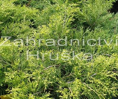 jalovec - Juniperus chinensis 'Mordigan Aurea'