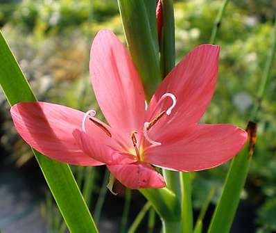 Schizostylis coccinea