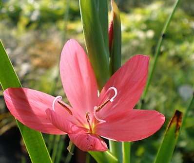 Schizostylis coccinea