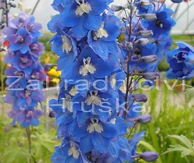 Delphinium