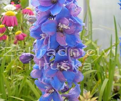 Delphinium