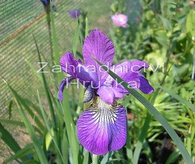 Iris sibirica Ruby Wine