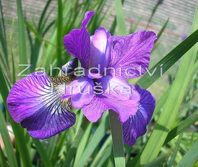 Iris sibirica Ruby Wine