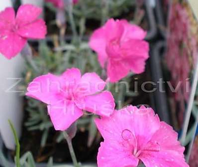 Dianthus grant. Pfingstnelke