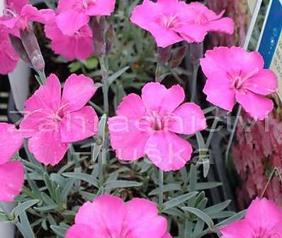 Dianthus grant. Pfingstnelke