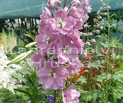 Delphinium Astolat