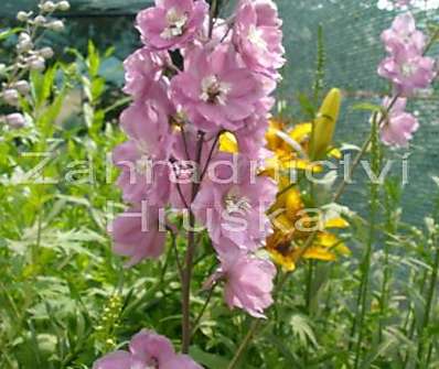 Delphinium Astolat