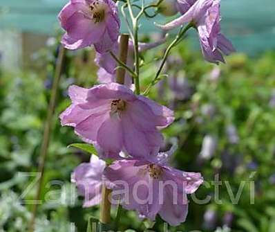 Delphinium Astolat