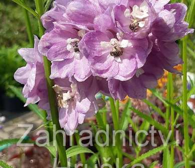 Delphinium Astolat