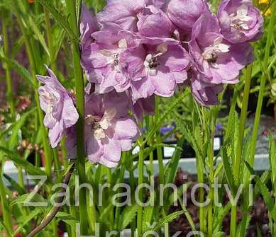 Delphinium Astolat