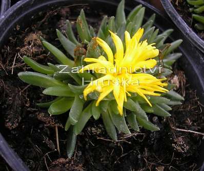 Delosperma deschampsii