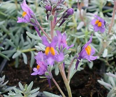 Linaria alpina