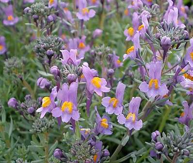 Linaria alpina