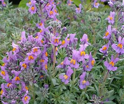 Linaria alpina