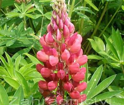 Lupinus Camelot Red