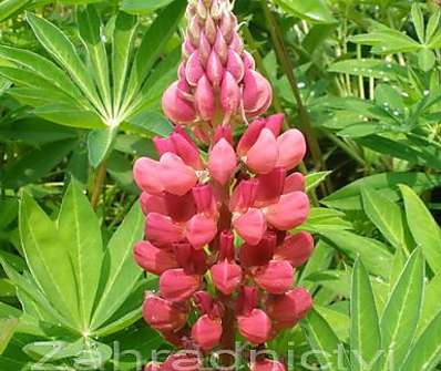Lupinus Camelot Red