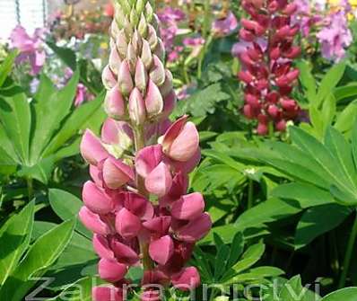 Lupinus Camelot Red