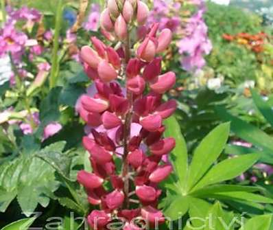 Lupinus Camelot Red