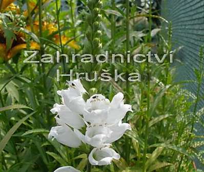 Physostegia virginiana Alba