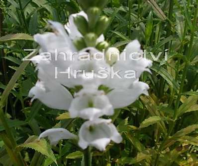 Physostegia virginiana Alba
