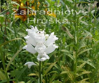 Physostegia virginiana Alba