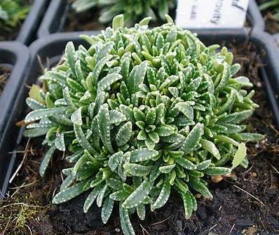 Saxifraga crustata