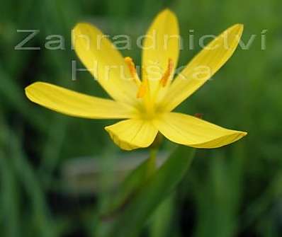 Sisyrinchum californicum