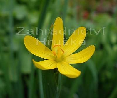 Sisyrinchum californicum