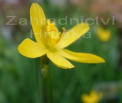 Sisyrinchum californicum
