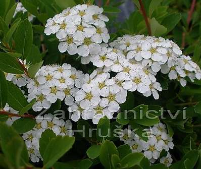 tavolník - Spiraea nipponica 'Snowmound'
