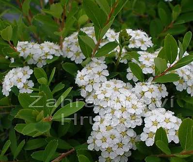 tavolník - Spiraea nipponica 'Snowmound'