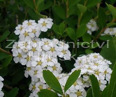 tavolník - Spiraea nipponica 'Snowmound'