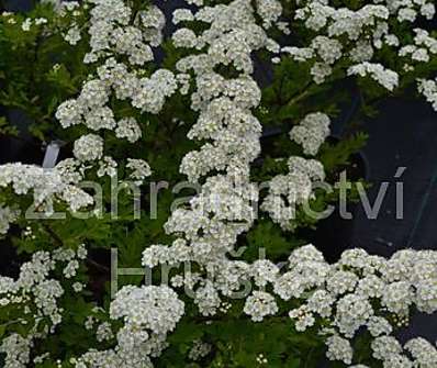 tavolník - Spiraea nipponica 'Snowmound'