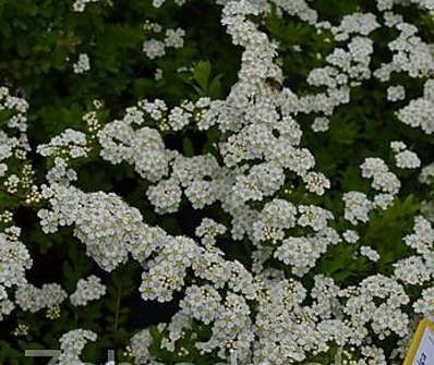 tavolník - Spiraea nipponica 'Snowmound'