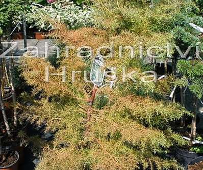 Cryptomeria japonica 'Elegans Viridis'