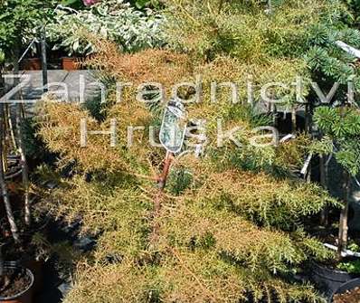 Cryptomeria japonica 'Elegans Viridis'.