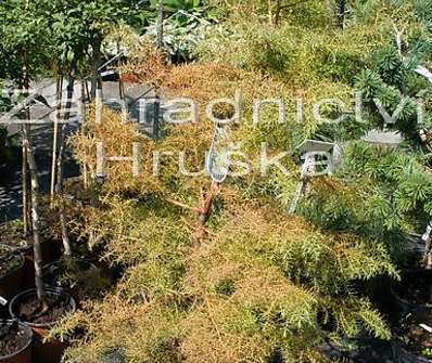 Cryptomeria japonica 'Elegans Viridis'