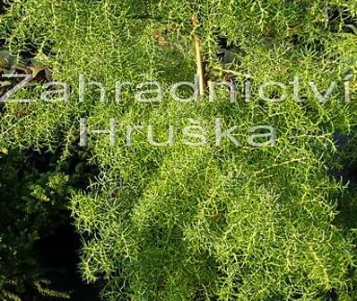 Cryptomeria japonica 'Elegans Viridis'