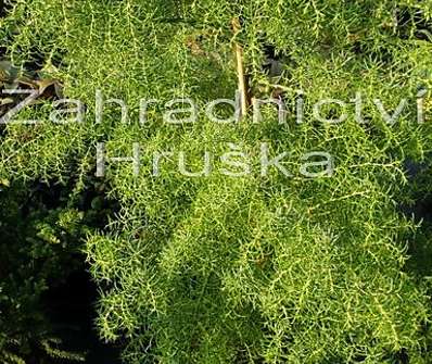 Cryptomeria japonica 'Elegans Viridis'.