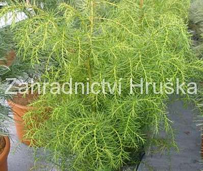 Cryptomeria japonica 'Elegans Viridis'.