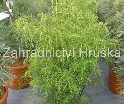 Cryptomeria japonica 'Elegans Viridis'